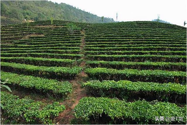 plantation tea terrace tea 插枝茶 台地茶