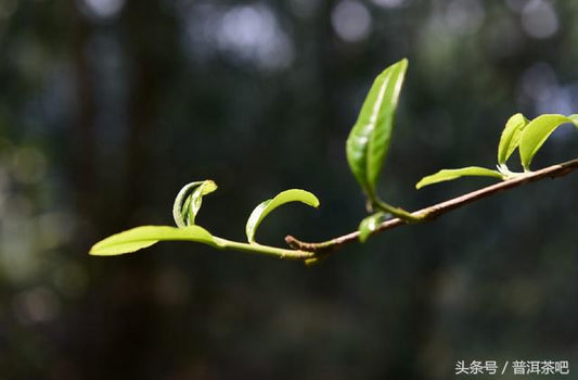leaf sprouts on ancient tea tree
