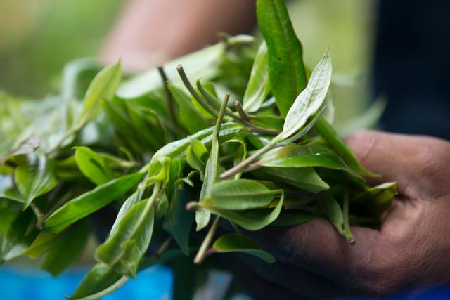 The Benefits of Drinking Ancient Tea Tree Teas: Exploring Yunnan's Pri ...